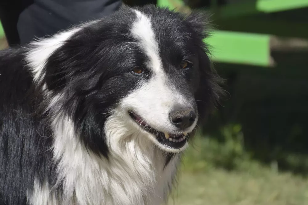 Perro en Programa Pehuellitas
