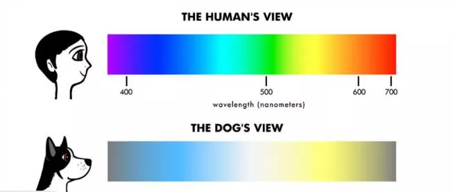 visión-perros-humanos-opt-650x277