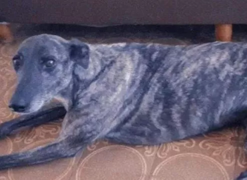 perro