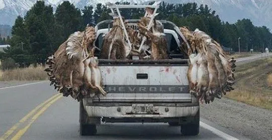 liebres-en-camimoneta-dps-1