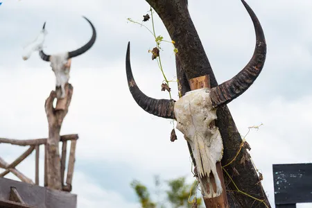 108898090-cráneo-de-cabeza-de-búfalo