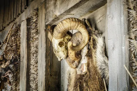 87481722-cráneo-del-cráneo-con-cuernos-cerca-del-edificio-de-madera-vieja