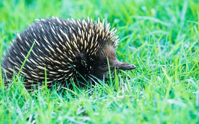 equidna-australia