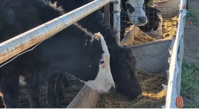 Captura de pantalla 2023-12-08 110256