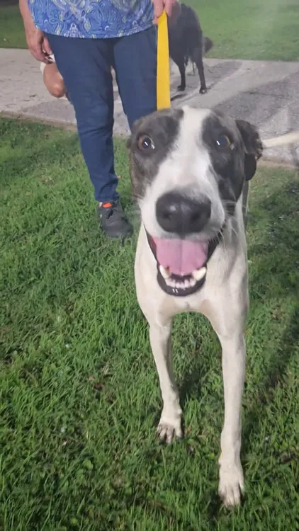 Jornada Pehuellitas 02