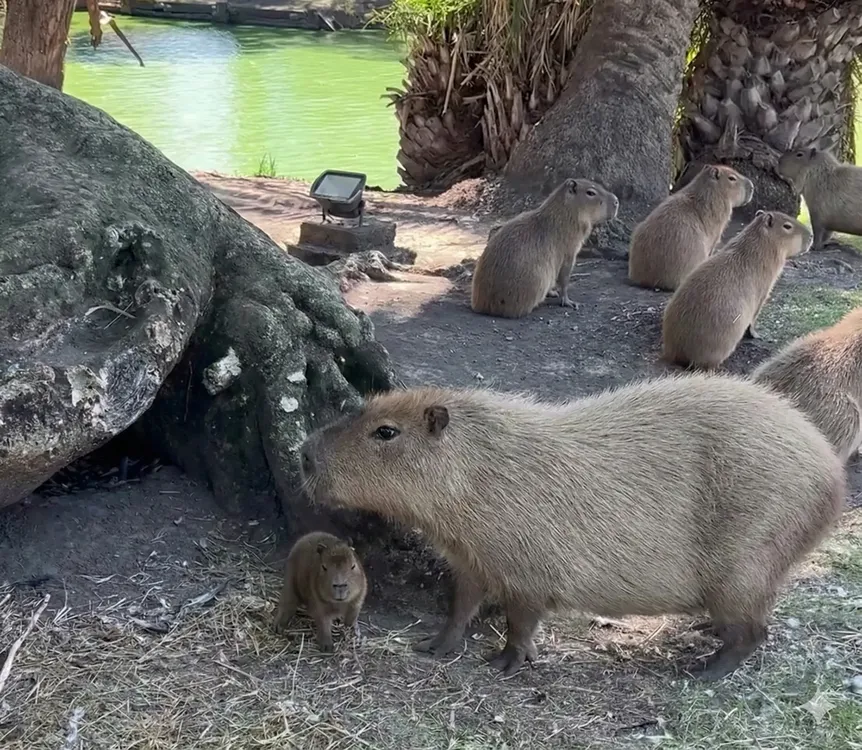 Gemini_Generated_Image_q5y7f0q5y7f0q5y7