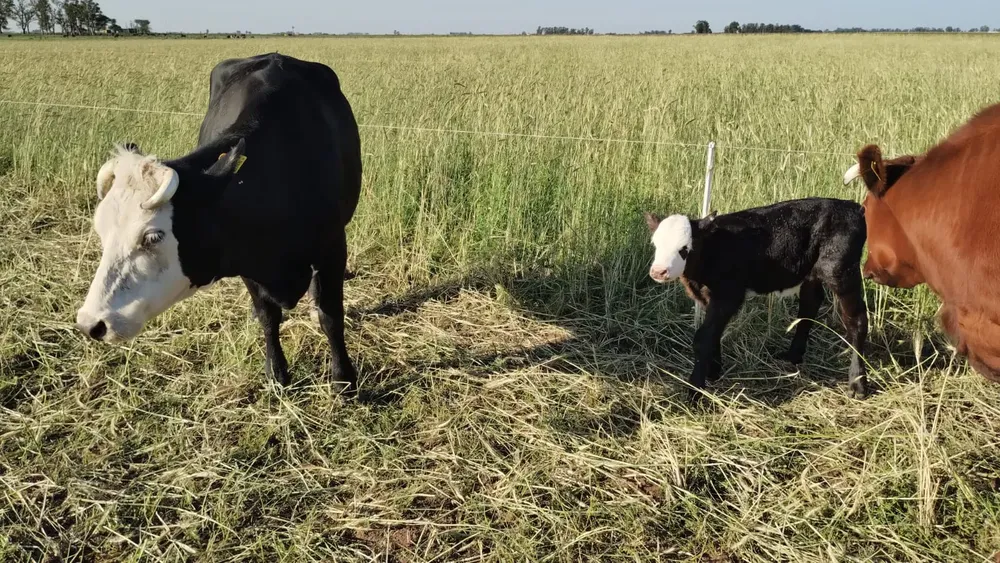 WhatsApp Image 2024-11-12 at 11.10.55