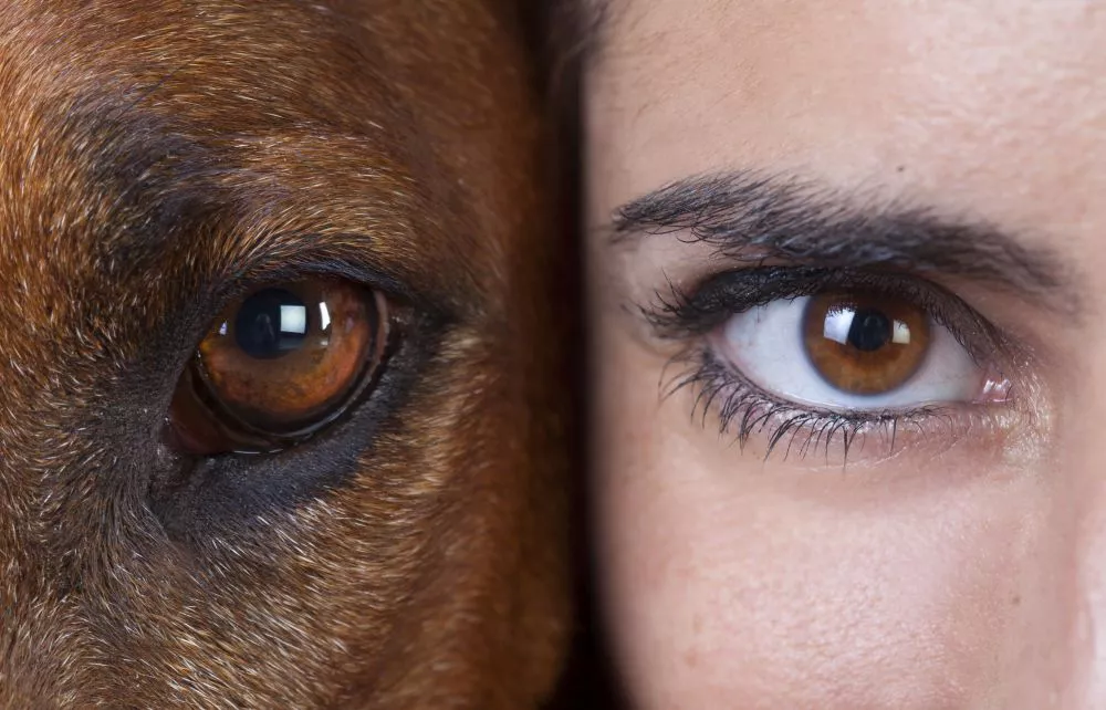 ojos-perros-y-humanos-web