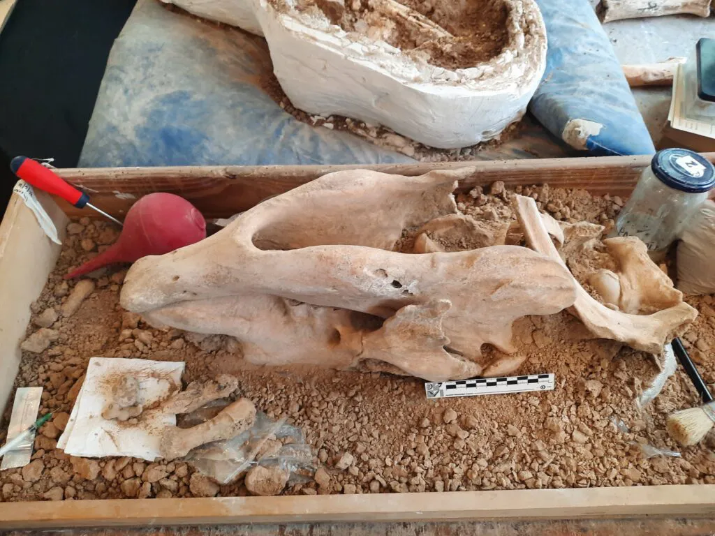 craneo-de-scelidoterio-adulto-1024x768