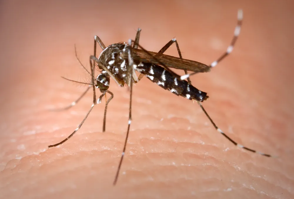 El-mosquito-que-realmente-deberia-preocuparnos-no-es-el-del-zika
