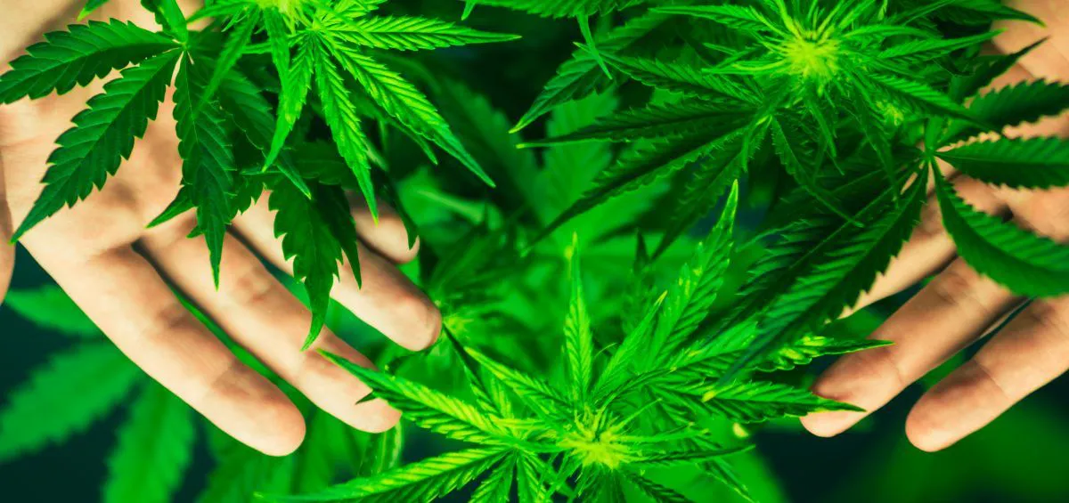 bigstock-Cannabis-Flowers-Growing-Indo-260506210_marihuana-1200x565