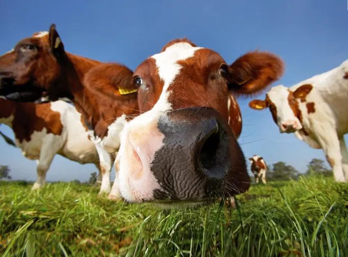 vacas mirando a la cámara