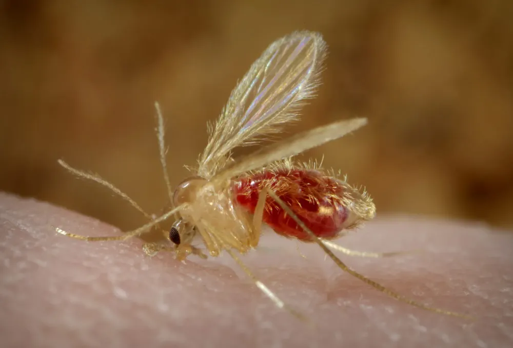 Phlebotomus_pappatasi_bloodmeal_continue2