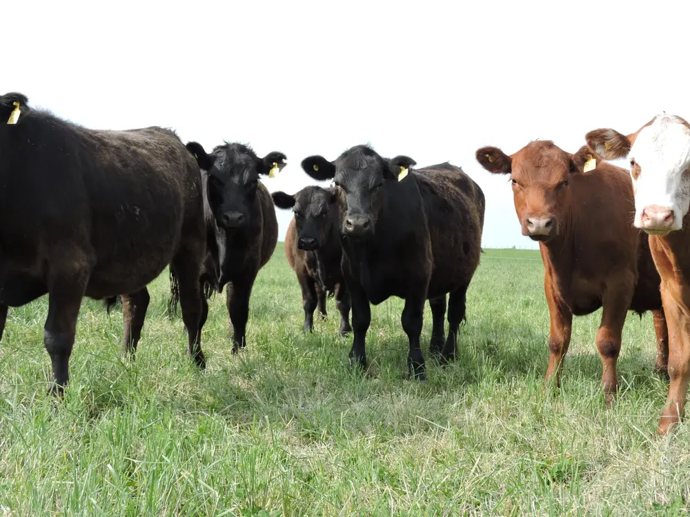 WhatsApp Image 2025-08-18 at 15.03.01 (1)