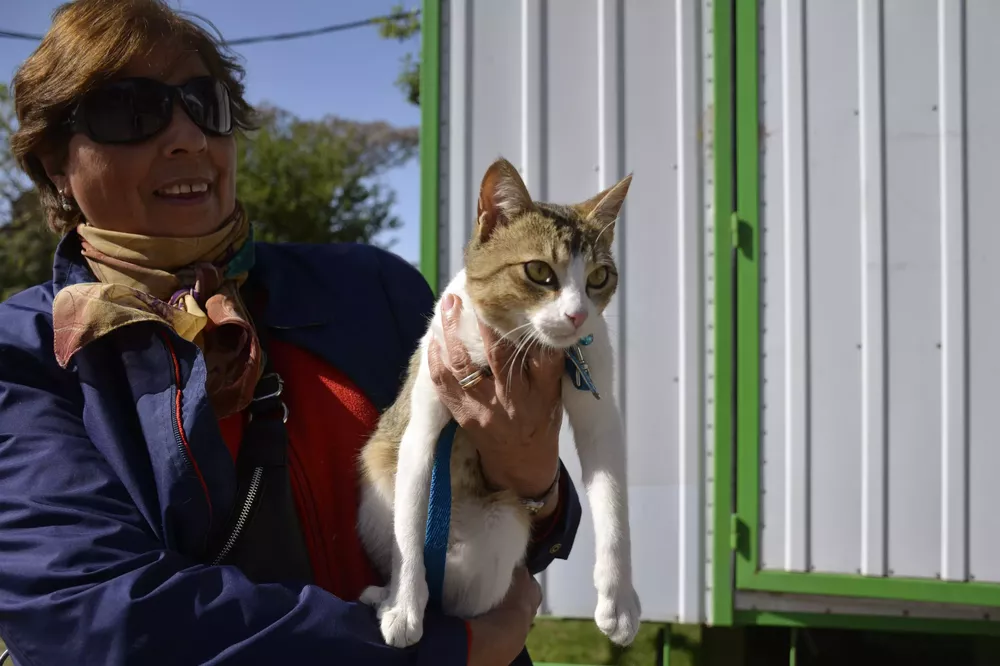 Gato en Programa Pehuellitas