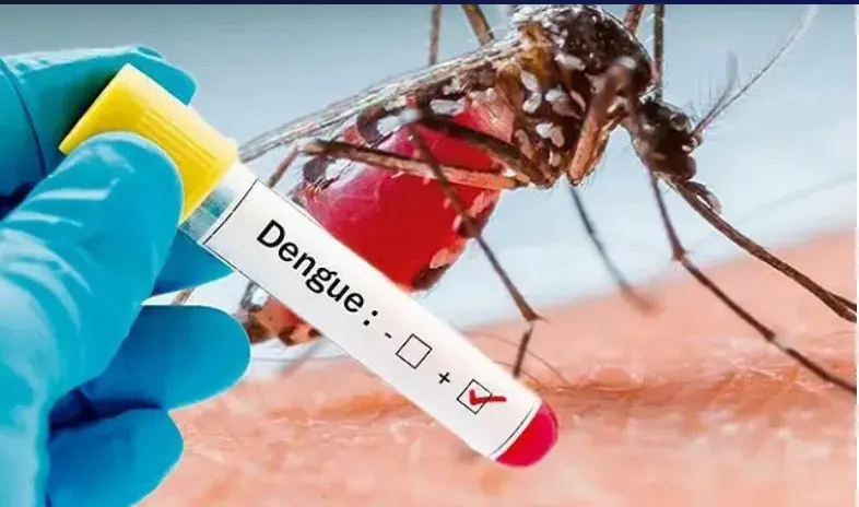 dengue-mosquito