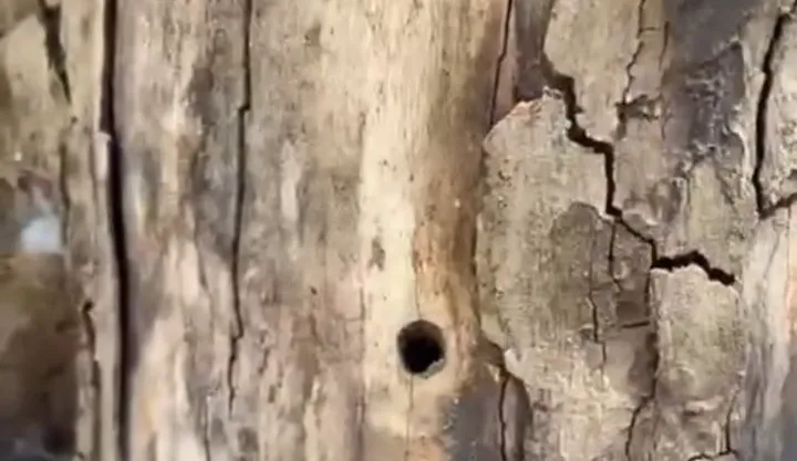 vlcsnap-2026-02-02-09h49m59s861