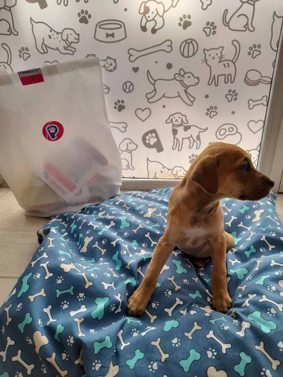 Perro adoptado por Pehuellitas