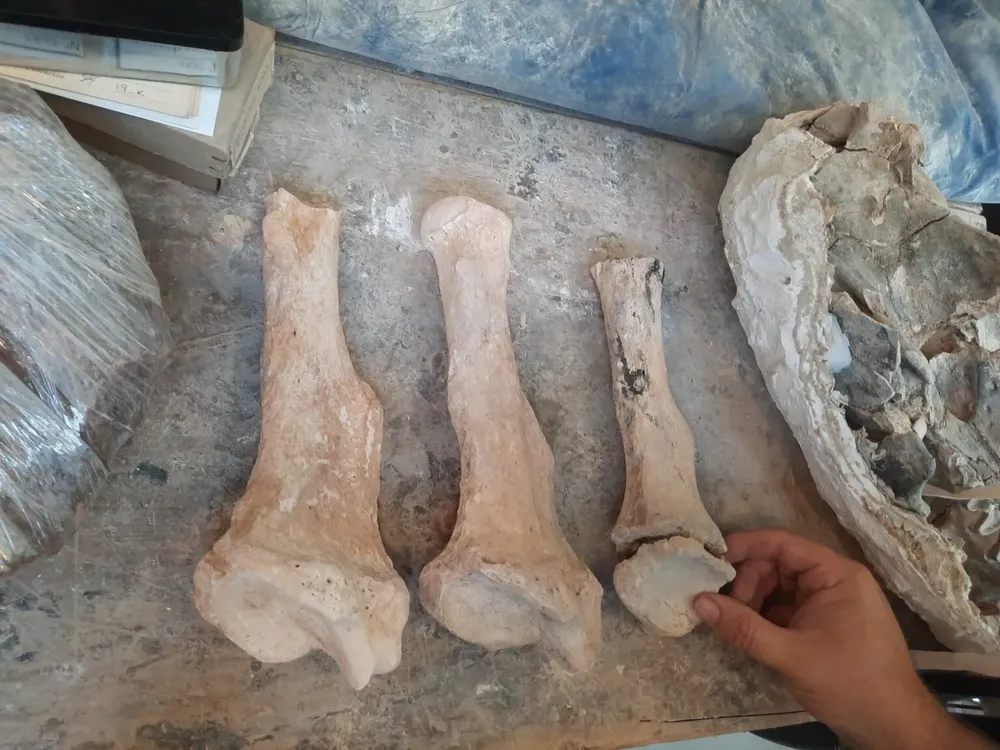 radios-de-scelidoterio-1536x1152 (1)