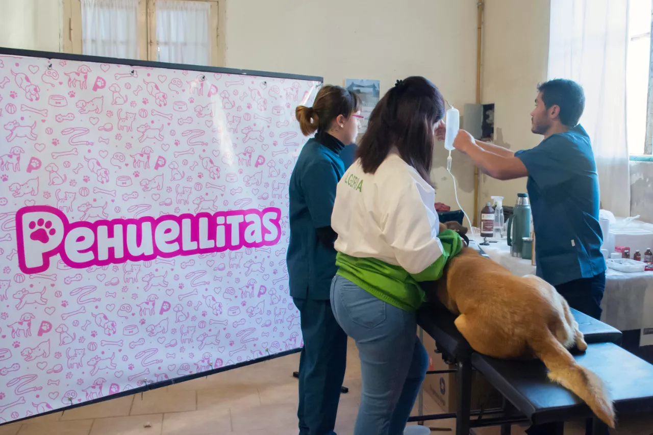 Ordenanza Pehuellitas