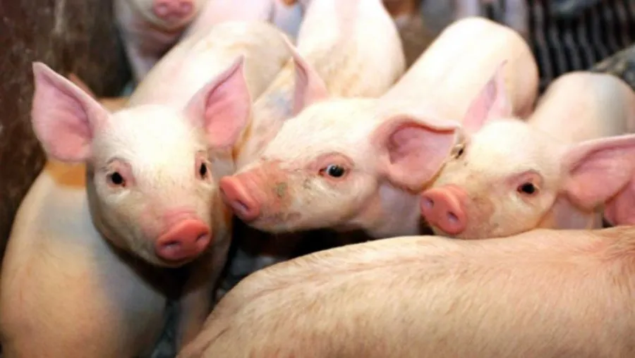 e_cf33718796c566b4bee011de7251bd0b