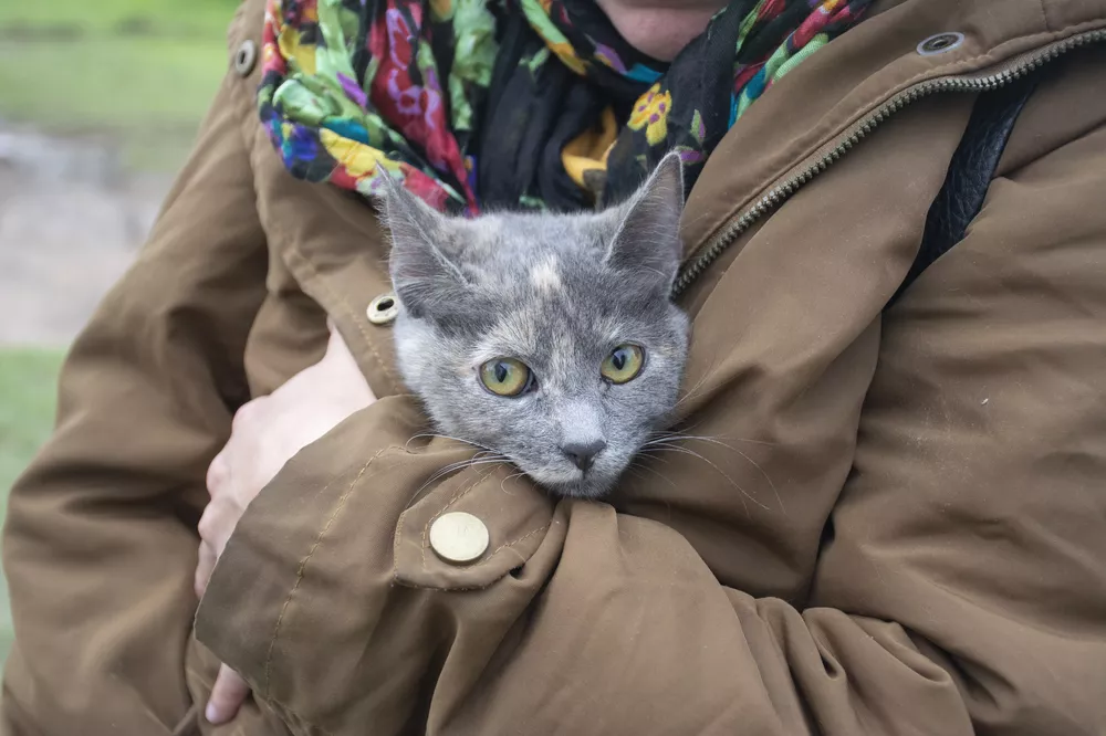 Gato en Pehuellitas