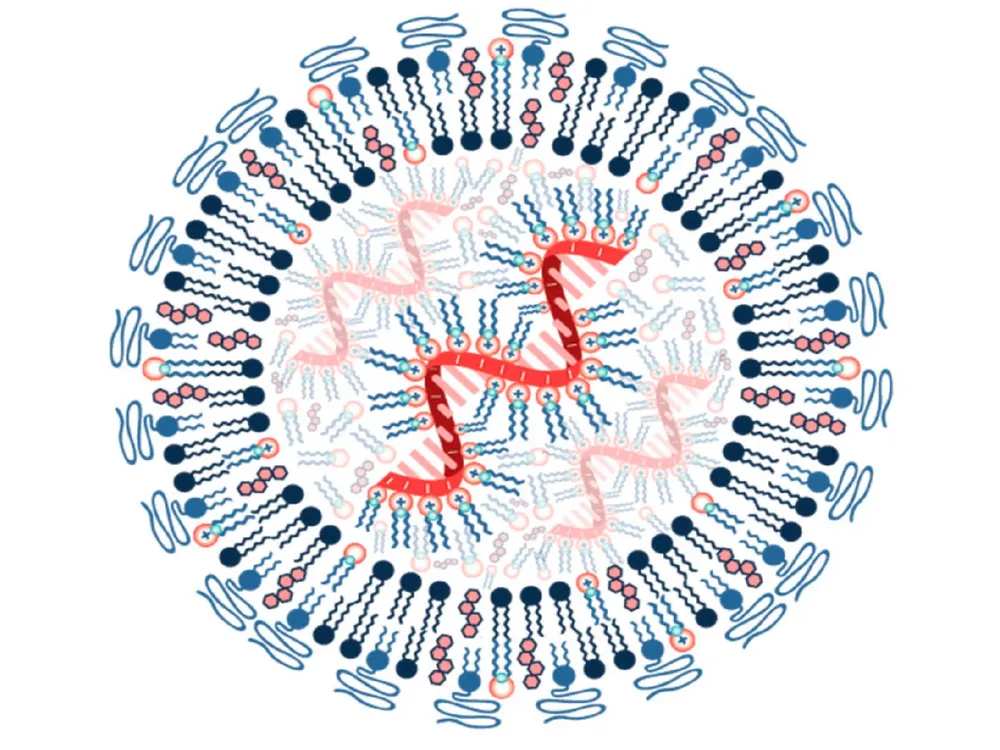 Structure of an mRNA lipid nanoparticle